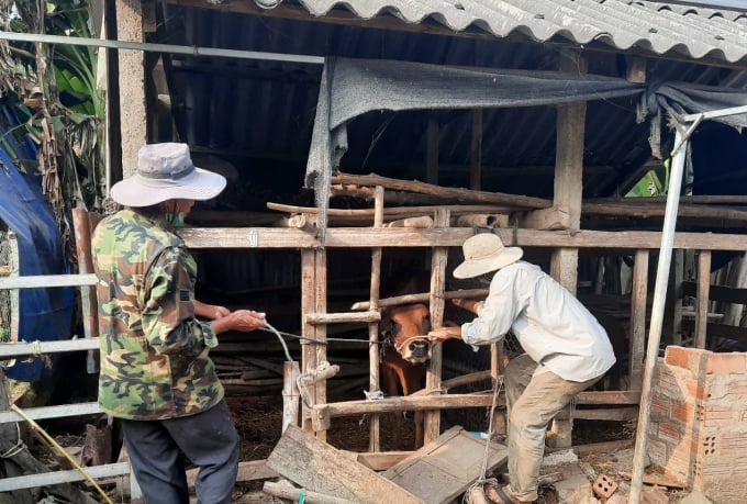 qqqqq-140916_307.jpg Những tháng cuối năm, tỉnh Quảng Ngãi đang gấp rút công tác tiêm phòng vacxin cho gia súc, gia cầm. Ảnh: L.K.
