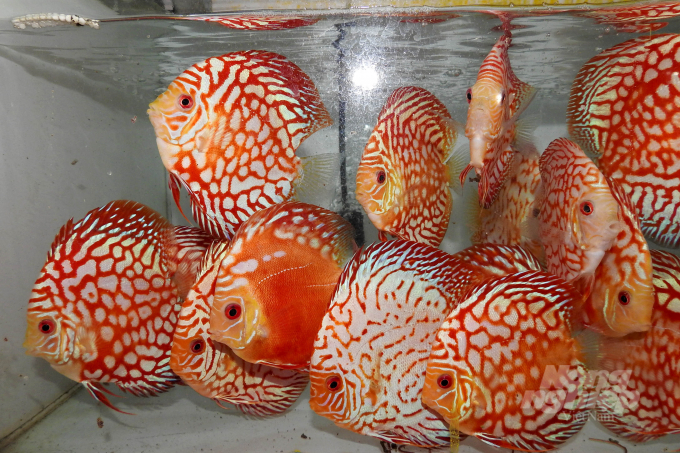 bai-2dau-an-cua-nhung-nghe-nhan-tre-095158_522.jpg Cá đĩa đạt tiêu chuẩn xuất khẩu của Discus House. Ảnh: Minh Sáng.