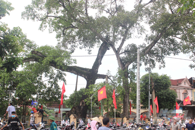 3-185821_815.jpg Cây đa làng Trù, nơi phất cờ khởi nghĩa. Ảnh: Hồ Quang.