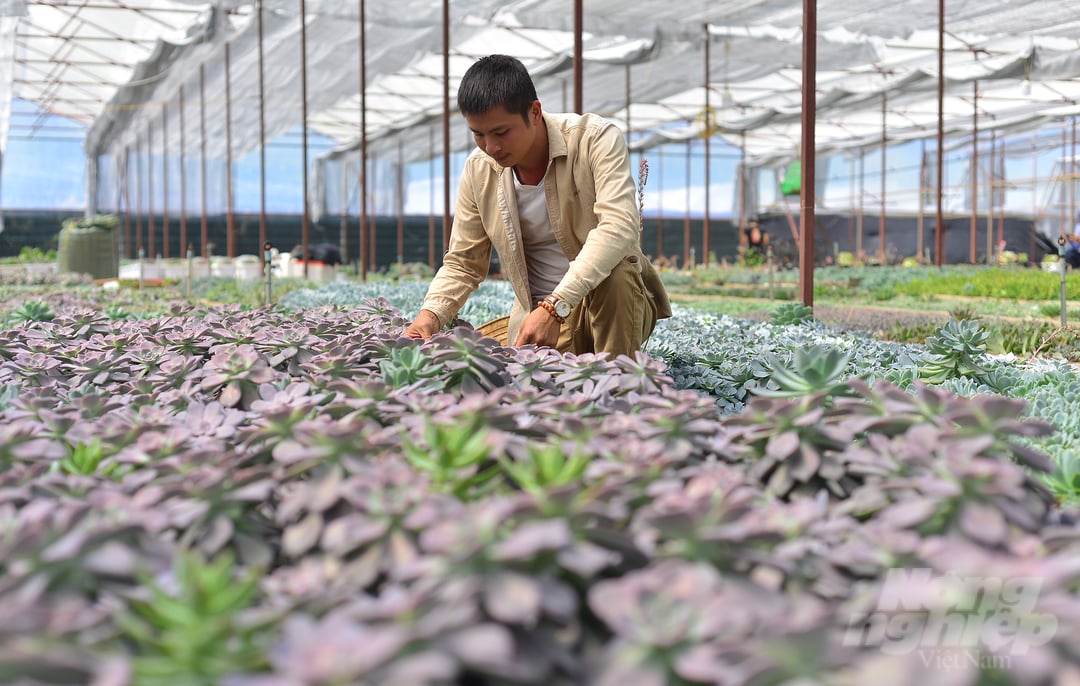 Anh Võ Văn Hoàng quê gốc huyện Tân Kỳ, tỉnh Nghệ An. Năm 2012, anh vào Đà Lạt lập nghiệp với nghề trồng và bán các loại hoa hồng. Tuy nhiên, đam mê trước vẻ đẹp của sen đá nên đến năm 2019, anh thuê đất và mua các giống sen đá về trồng. Hiện nay, anh Hoàng đã xây dựng nông trại với tên Hoàng Gia Trang tại khu Sở Lăng, đèo Mimosa, phường 10, TP Đà Lạt, Lâm Đồng. 