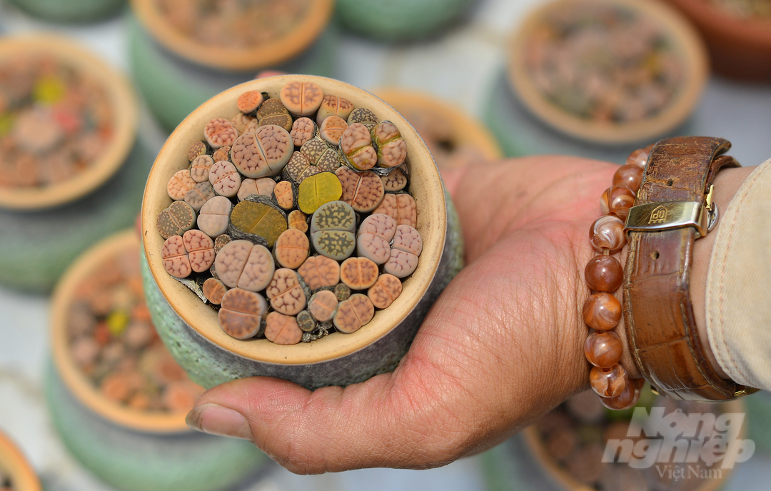 Một chậu sen đá lithops (còn gọi là sen đá mông) với màu sắc bắt mắt đang được anh Võ Văn Hoàng nhân giống và bán ra thị trường.