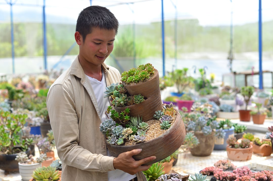 Thời gian tới, anh Võ Văn Hoàng tiếp tục mở rộng mô hình, liên kết với các hộ dân để phát triển sen đá. Thanh niên này cũng hướng đến nhập khẩu các loài sen đá độc lạ trên thế giới về trồng để đáp ứng nhu cầu thị trường. 