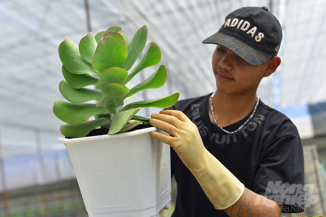 Hiện nay, anh Võ Văn Hoàng có tổng cộng trên 0,3ha diện tích vườn trồng sen đá. Để đảm bảo sen đá phát triển ổn định, anh Hoàng xây dựng khu nhà kính công nghệ cao, xây dựng hệ thống tưới tự động cùng với các quy trình chăm sóc hiện đại.   