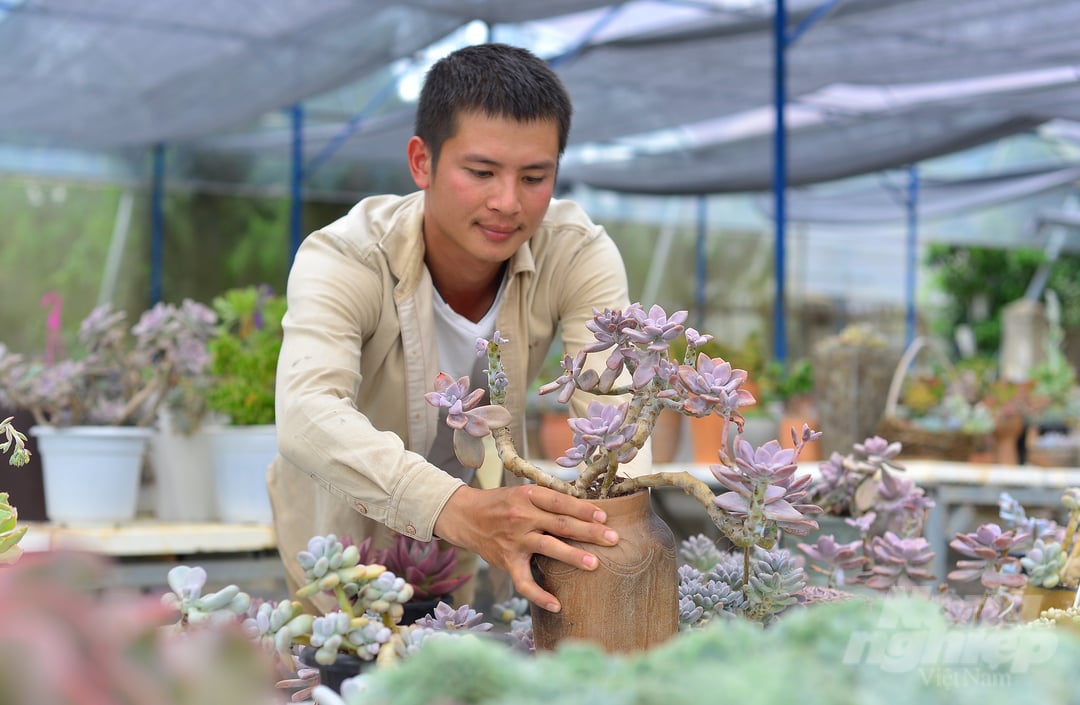 Hiện nay, sen đá của anh Võ Văn Hoàng được tiêu thụ rộng khắp trên cả nước.