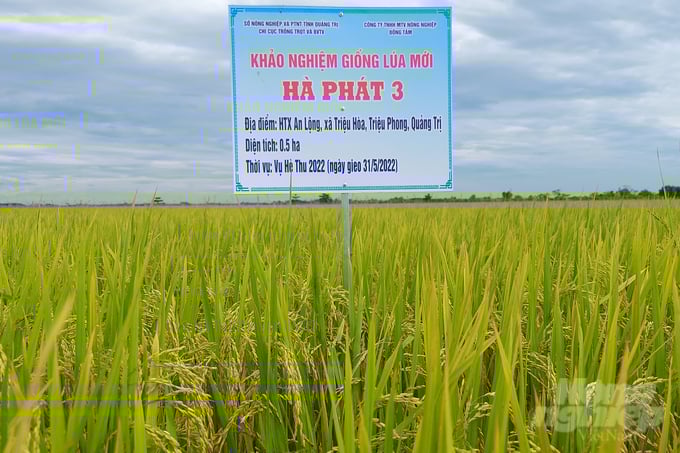 20220826_082333-170320_472.jpg Mô hình khảo nghiệm giống lúa Hà Phát 3 tại HTX An Lộng cho năng suất 65 tạ/ha. Ảnh: Võ Dũng.