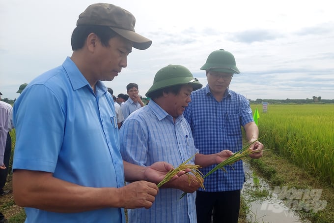 20220826_082825-170320_767.jpg Ông Trần Thanh Hiền, Phó Giám đốc Sở Nông nghiệp và Phát triển nông thôn tỉnh Quảng Trị (đứng giữa) đề nghị đưa Hà Phát 3 vào cơ cấu bộ giống của tỉnh. Ảnh: Võ Dũng.