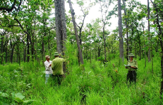 Vietnam has developed a legal framework in the forestry sector, stipulating a number of mechanisms for cooperation in forest management such as forest protection contracts.