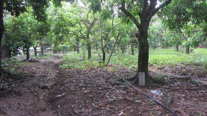 z3670476783114_09379530a7cbe02365caeb4baf6731b4-164253_333.jpg Hệ thống ống tưới phun mưa tự động hiện rất sẵn trên thị trường, giúp tiết kiệm rất lớn công tưới thủ công như trước đây. Ảnh: Hải Tiến.
