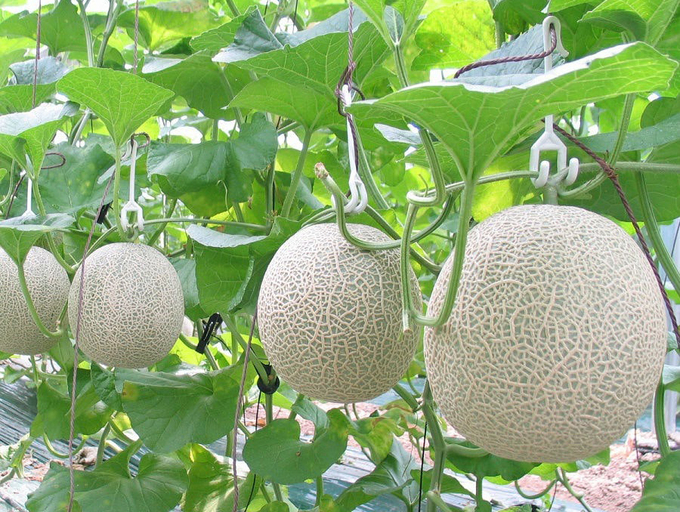Dưa lưới cho giá trị cao, song không phải ai cũng có thể đầu tư trồng, mà phải có đủ năng lực tài chính, trình độ kỹ thuật, tổ chức tốt thị trường tiêu thụ. Ảnh: TL.