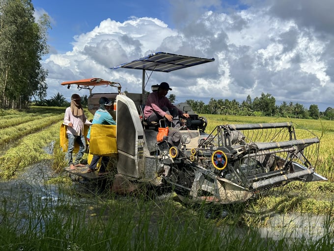 z3687937731819_4d3cb23eeaf992105f9c7fba62c2cde8-085210_668.jpg Tai Bạc Liêu, máy gặt lúa đối mặt với tình trạng thiếu xăng dầu nghiêm trọng. Ảnh: Trọng Linh.