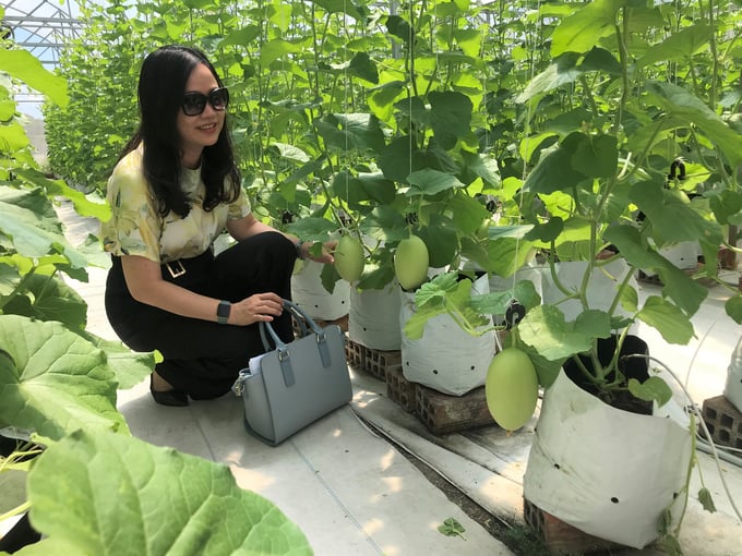 Vườn trồng dưa lưới của Trung tâm Nghiên cứu và Dịch vụ khoa học Công nghệ Đại học Quang Trung. Ảnh: V.Đ.T.