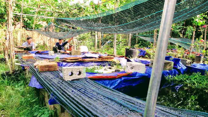Anh Trần Minh Vương (bìa phải) đang giới thiệu các chủng loại cá cảnh trong các hồ nuôi cho khách hàng. Ảnh: V.Đ.T.