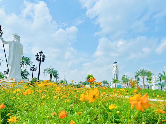 Vườn hoa bướm khoe sắc rực rỡ dưới nắng vàng mùa thu.