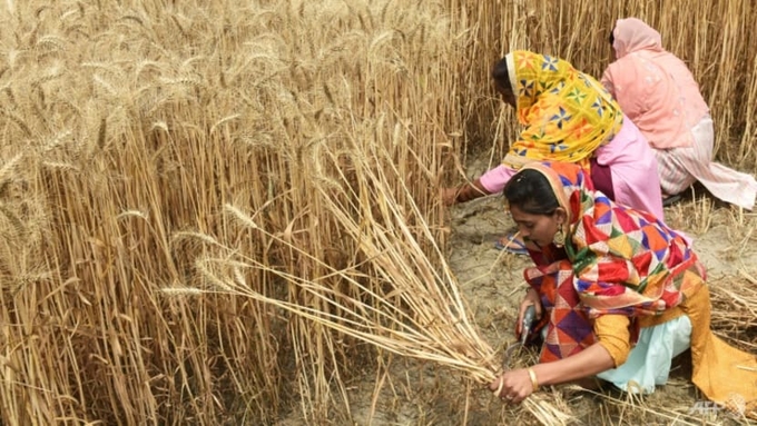 Record temperatures earlier this year hit India's wheat production. Photo: AFP
