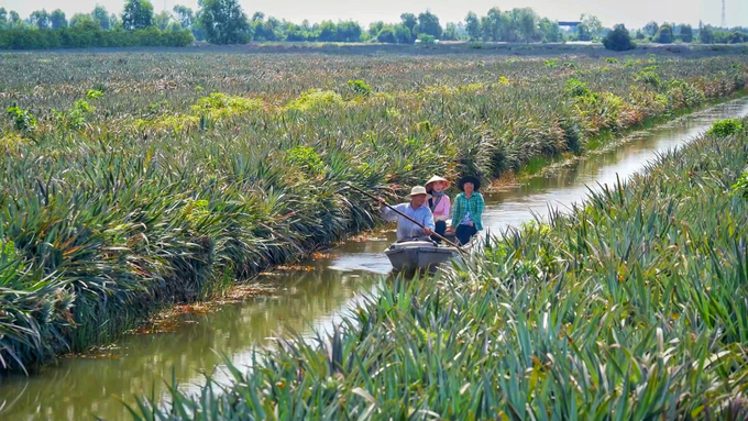 Most of the area in the Mekong Delta is used for agricultural, forestry, and fishery production. Photo: Kim Anh.