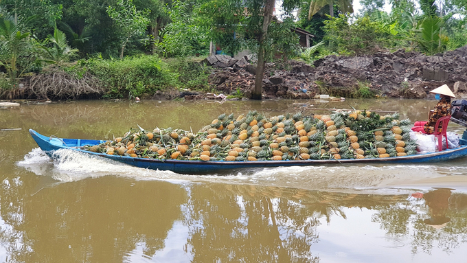 The focal centers of agricultural products in the Mekong Delta are selected based on these criteria: they are adjacent to the production area, focusing on large-scale agro-products. Photo: Kim Anh.