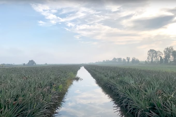 Pineapple field in Tan Phuoc, Tien Giang. Photo: Minh Sang.