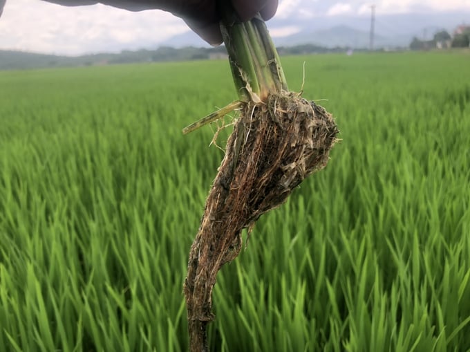 z3712672625206_f4641462bc878f74f3ab65b8af8887e2-094443_160.jpg Ruộng lúa nhà ông Thặng sử dụng phân bón Hoàng Long Vina có bộ dễ dày và dài, bám đất tốt, chống đổ ngã.