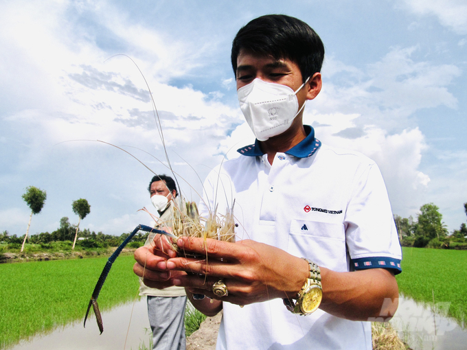 Nông dân sử dụng sản phẩm Bồ Đề Mother Water trong mô hình tôm - lúa nâng cao năng suất, giá trị của con tôm, cây lúa. Ảnh: Trọng Linh.