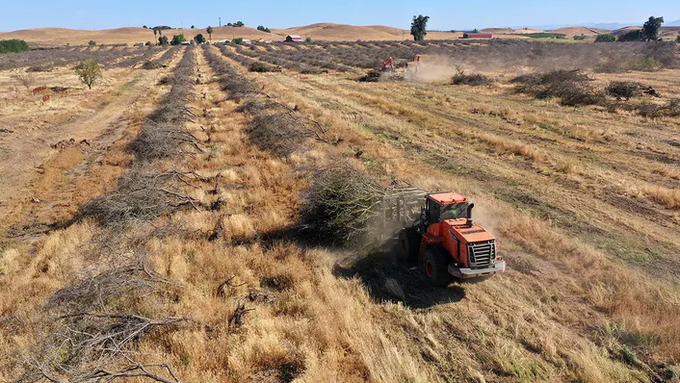 In an aerial view, a worker with Fowler Brothers Farming uses a wheel loader to move a pile of almond trees during an orchard removal project May 27, 2021, in Snelling, Calif.  Photo: Justin Sullivan/Getty Images / Getty Images