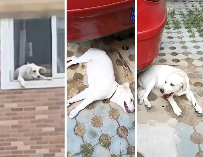 a2-172743_402.jpg Chú chó cưng giống Labrado bị đẩy khỏi cửa sổ và rơi trúng một chiếc ôtô đậu dưới sân, nằm bất động trong một tiếng đồng hồ. Ảnh: SCMP.