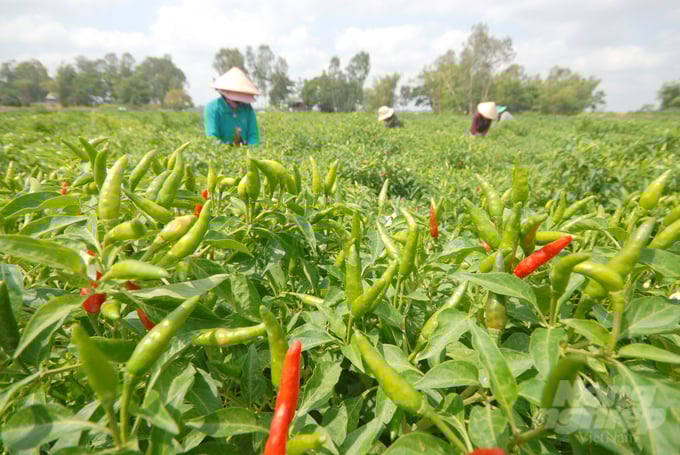 Ớt là một trong 12 mặt hàng nông sản chủ lực được UBND tỉnh Đồng Tháp chọn xây dựng phương án phát triển thị trường tiêu thụ sản phẩm nông sản. Ảnh: Lê Hoàng Vũ.