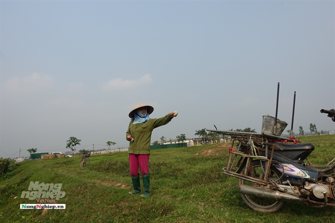 ha-noi-3-150951_315.jpg Người dân ngao ngán với các dự án thu hồi ruộng sau đó bỏ hoang. Ảnh: Hoàng Anh.