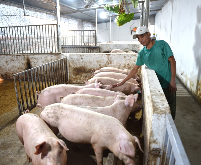 Ngày càng có nhiều hộ dân thực hiện mô hình liên kết nông nghiệp hữu cơ. Ảnh: Huy Bình.