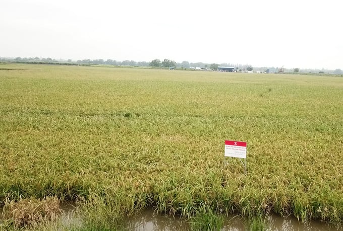 Một cánh đồng lúa kết hợp nuôi rươi đã được cấp chứng nhận hữu cơ. Ảnh: Đinh Mười.