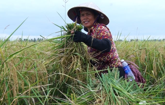 Từ việc chỉ thu đơn thuần con rươi, người dân nay có thể thêm nguồn thu từ lúa. Ảnh: Đinh Mười.