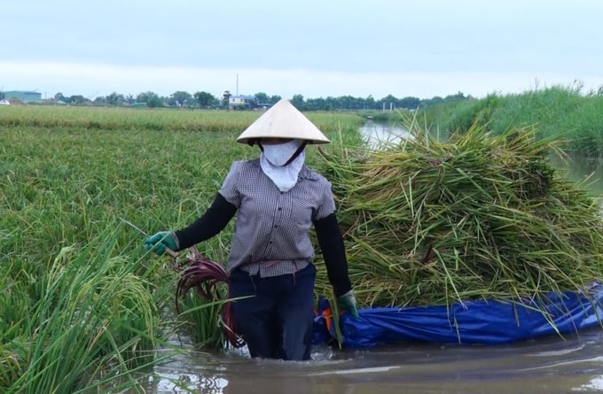 Người dân thu hoạch lúa trên đầm rươi. Ảnh: Đinh Mười.