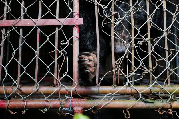 Bear cage in Truc Ninh, Nam Dinh.