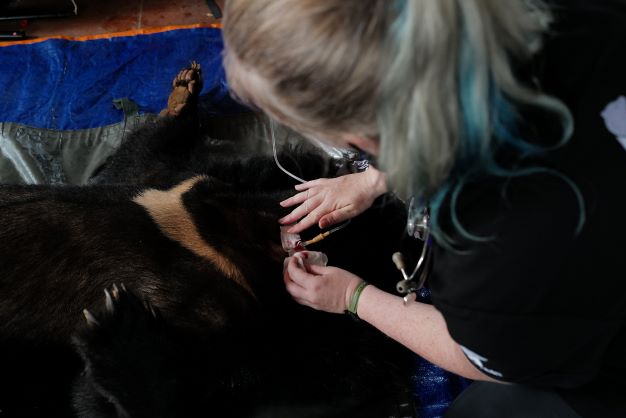 Veterinarians administering anesthesia in preparation for the rescue on September 22.