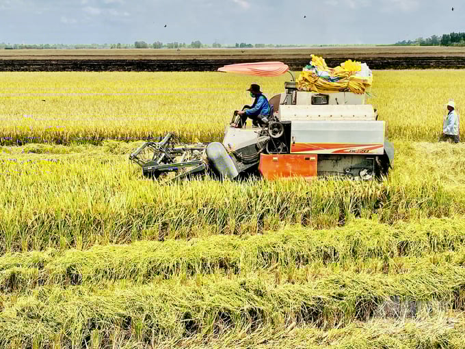 Mở rộng vùng sản xuất lúa ST25. Ảnh: Hữu Đức.