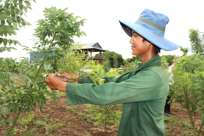 Cây hoa hòe rất phù hợp phát triển trên vùng đất Tây Nguyên. Ảnh: TA.