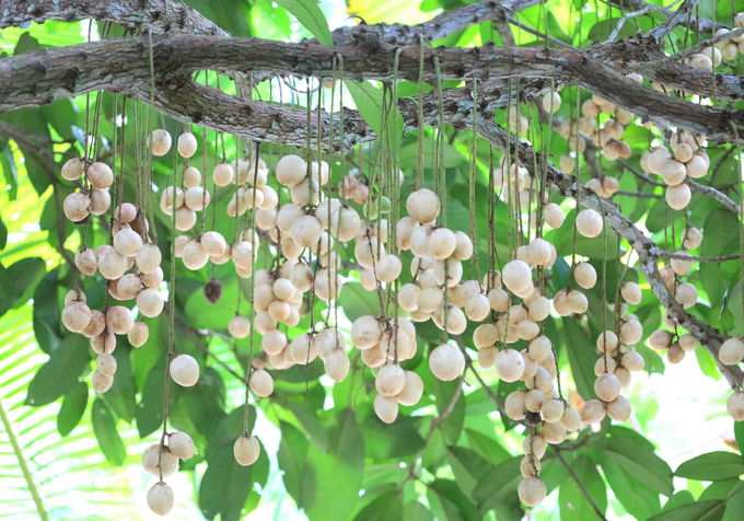 Ha Chau strawberry tree is dubbed the 'tree that does not grow old' because the older it is, the wider its canopy, and the more fruit it gives. One ha of Ha Chau strawberry plantation can yield 15-20 tons of fruit per year.