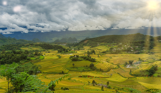 Những triền ruộng bậc thang đang vào độ chín, báo hiệu một 'mùa vàng' ấm no đang hiện hữu nơi rẻo cao Lai Châu. Những tia nắng ban mai chiếu rọi lên những 'thảm vàng' bao la, làm cho bức tranh mùa màng thêm lung linh sắc màu.