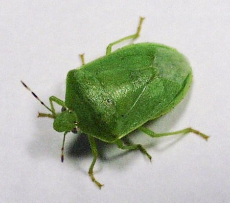 A southern green stink bug. Photo courtesy of Fukuoka prefectural pest control center/Kyodo