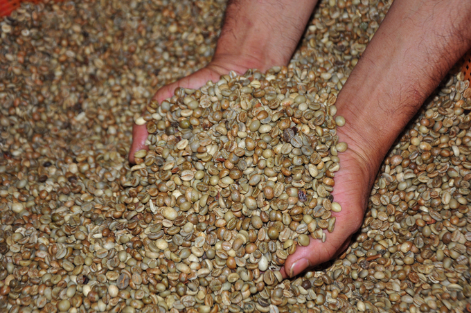 If the average yield of coffee in Dak Nong in 2015 was only approximately 2.2 tons/ha, it has now increased to over 3 tons/ha.