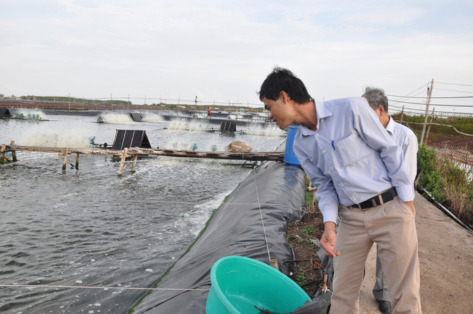Visiting Tan Nam shrimp farm of Sao Ta Food Joint Stock Company. Photo: Huu Duc.