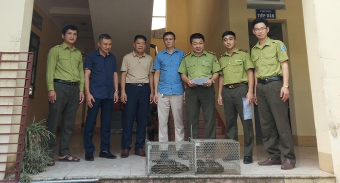 Hạt Kiểm lâm Trấn Yên bàn giao 2 cá thể trăn cho Vườn Quốc gia Hoàng Liên. Ảnh: Bùi Trần Thúy Quỳnh.