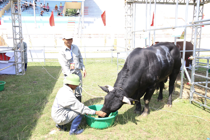 Sau đó, các 'thí sinh bò' được cho ăn no để chuẩn bị thật tốt 'sức khỏe, tinh thần' bước vào cuộc thi.