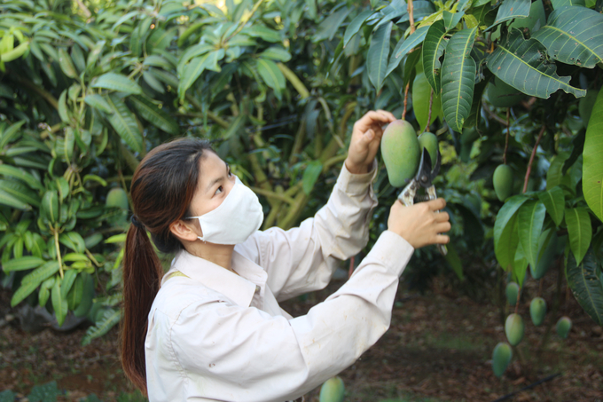 More and more farmers directly advertise their fresh or processed fruit products through social media. 