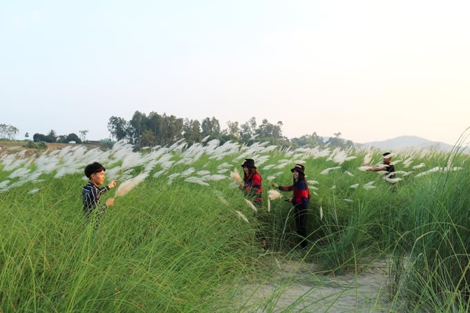 Bãi lau lãng mạn bên bờ sông Lam. Ảnh: Huy Thư.