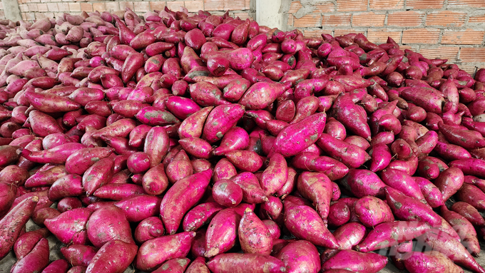 Khoai lang tím hiện đang có giá khá cao khoảng 8.000 đồng/kg. Ảnh: Kim Anh.