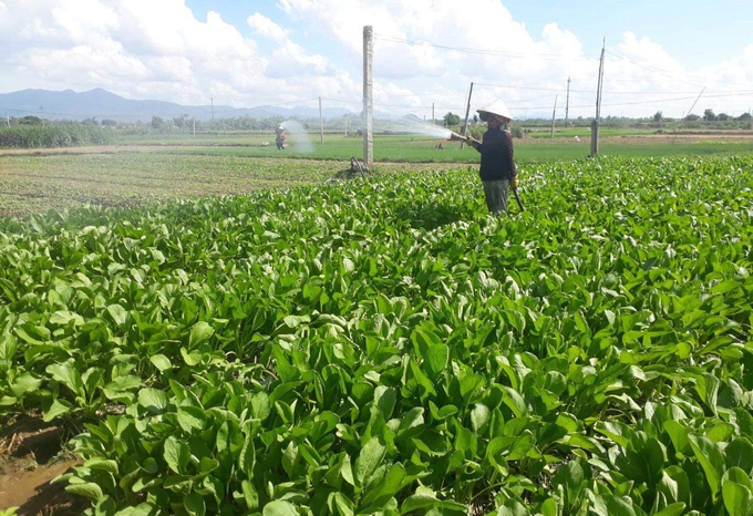 Người trồng rau ở Bình Định đã thay đổi tư duy canh tác. Ảnh: T.D.