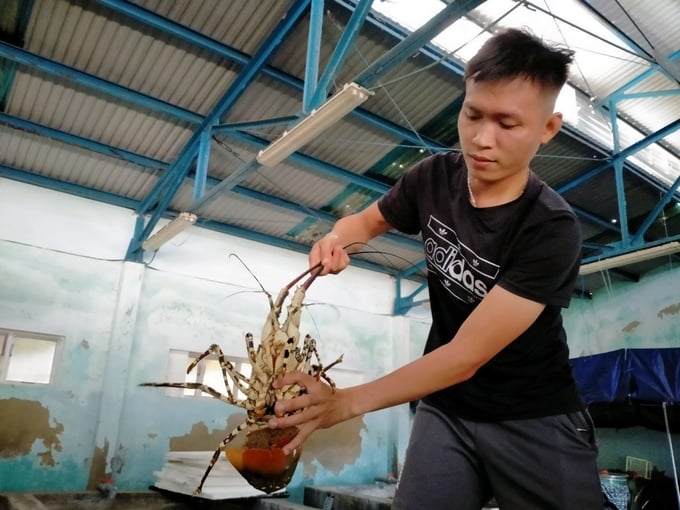 nuoi-bien-31-205541_251.jpg Viện III đang nghiên cứu đối tượng tôm hùm để hướng đến sản xuất giống thành công trong tương lai gần. Ảnh: KS.