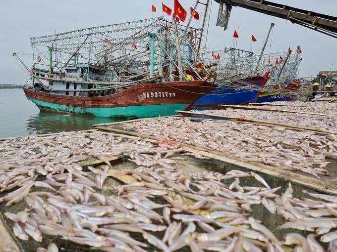 Nghe An's fishing fleets are quite robust, but the upgrading of attached equipment is generally limited.