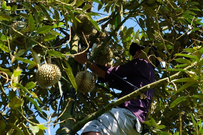 Khanh Son durian – an agro-product of great quality. Photo: KS.