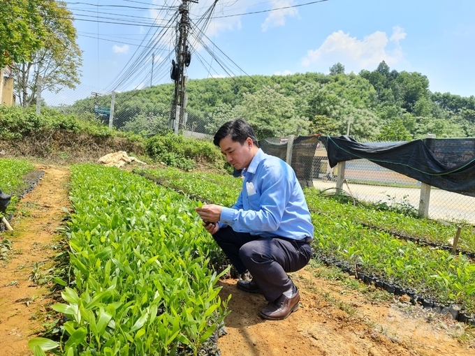 z3835331233946_32c77fa07fa2aa2b553d71dcaad6cd51-101455_815.jpg Nâng cao chất lượng gỗ rừng trồng, tỉnh Tuyên Quang chú trọng đến việc sản xuất cây giống chất lượng cao. Ảnh: Đào Thanh.
